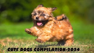 Cutest Puppies Playing Compilation 2024