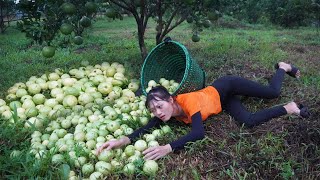 Harvesting guava in heavy rain - Goes to the village market to sell - Green forest life, farm life
