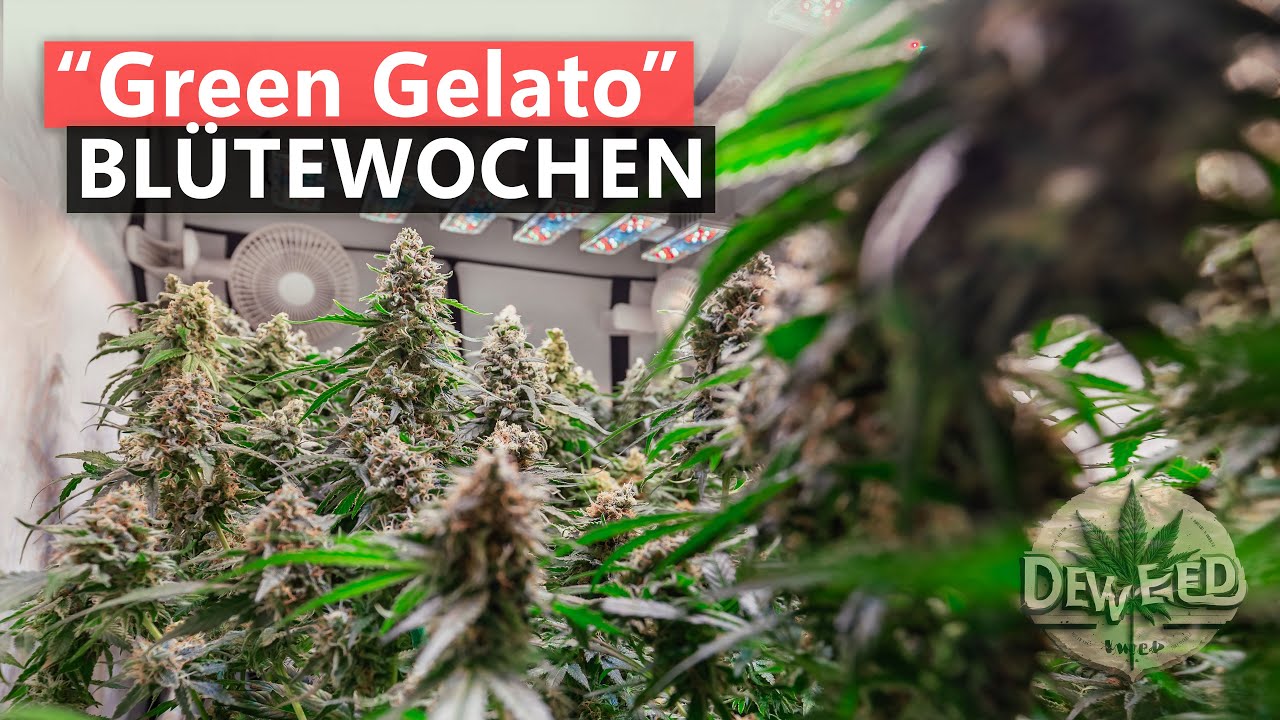 Green Gelato (RQS) – Blütewochen 1 bis 9