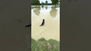 Scoter’s First Water Marks- Gun Dog Retriever Training - Pitboss Waterfowl