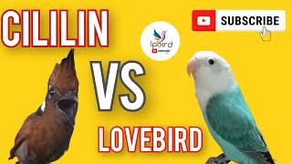 Masteran CILILIN VS LOVEBIRD Gacor mp3