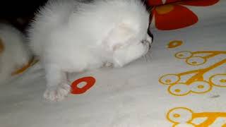 Anak Kucing Lucu by Kucing Desa 36 views 1 year ago 3 minutes, 2 seconds