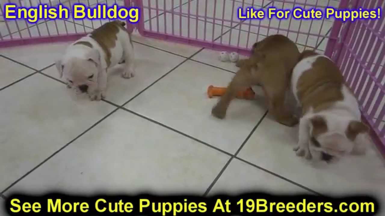 English Bulldog, Puppies, Dogs, For Sale, In Tampa, Florida, FL, 19Breeders, Fort Lauderdale ...