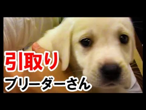 ブリーダーさんに子犬の赤ちゃんを引き取りに!お迎え♪ラブラドールレトリバー  大型犬