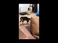 トイレハイで犬を脅す猫