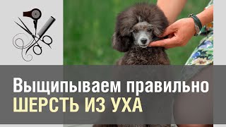 Выщипываем шерсть из уха собаке | Пудель | Секреты ухода