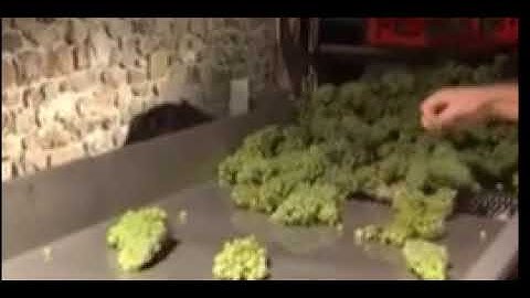 Château De La Combe Grape Sorting