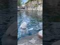 It's squishy, it sings, and it smiles — the beluga whale is the ocean’s marshmallow. 🐋🎶😄