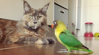 Maine Coon jugando con Agaporni Papillero by La Gata Sin Botas . 3,105 views 7 years ago 1 minute, 6 seconds