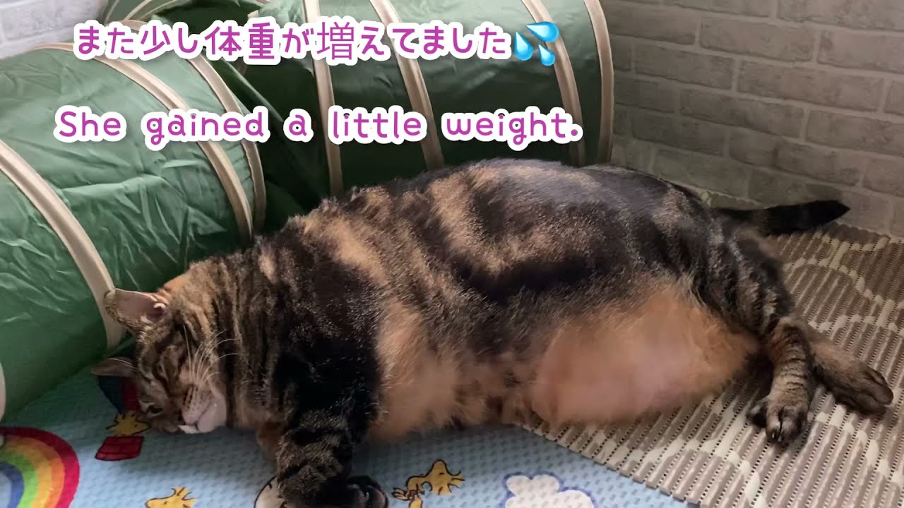 おでぶ猫 今年もワクチン接種 Fat Cat Vaccination This Year As Well News Wacoca Japan People Life Style