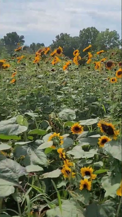 How Many Sunflowers Would You Pick?