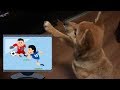 柴犬（豆柴）みかん｜人間よりサッカーを楽しむ子犬♪