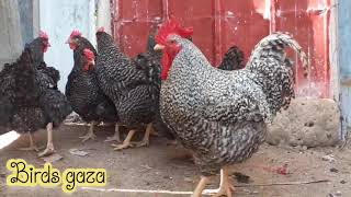 دجاج بلايموث روك - Plymouth Rock chicken