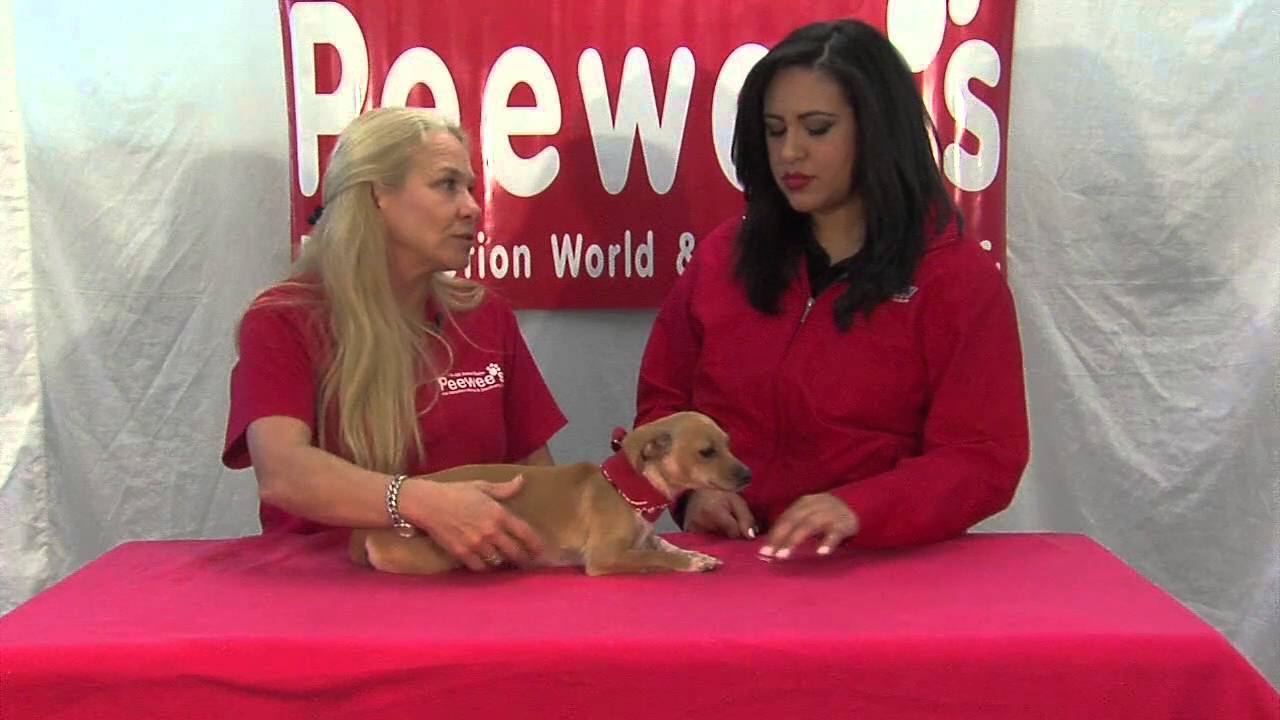cats inn Peewee's Pet Adoption - Paws for Pets - Socks