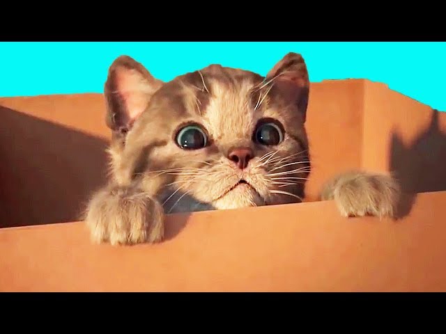 FUNNY CAT Playing With Toys Will Make Baby Laugh - REAL CAT Cartoon Games -  YouTube