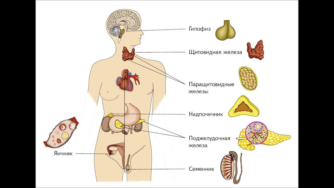 Как называют женскую железу. Схема расположения желез внутренней секреции организма. Расположение желез внутренней секреции рисунок. Строение эндокринной системы человека схема. Железы внутренней секреции строение.