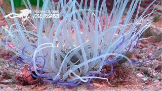 Cnidarios: un caleidoscopio de biodiversidad.