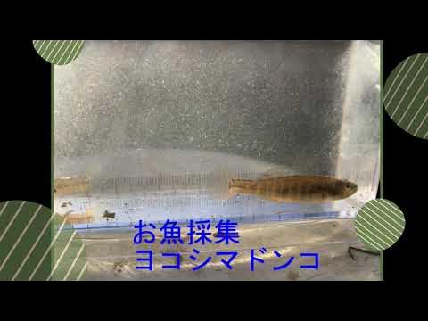 ヨコシマドンコ採集 YouTube