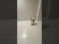set 11 this is so cool product for you #viral #youtubeshorts #bicycle