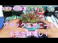 【大きくなれ！】ブラックエボニーを半年で鉢増ししました！Echeveria 'Ebony'