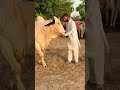 #music #remix #song #punjabimusic #sarmadvlogs #animals #brarandsandhudairyfarm #bull Forsal 2025