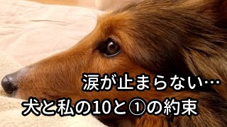 犬と私の10と①の約束