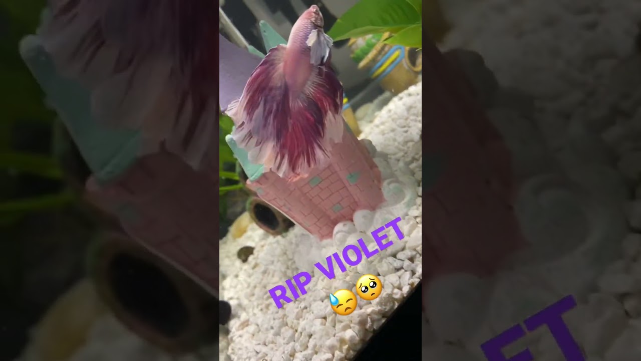 RIP Violet!!!