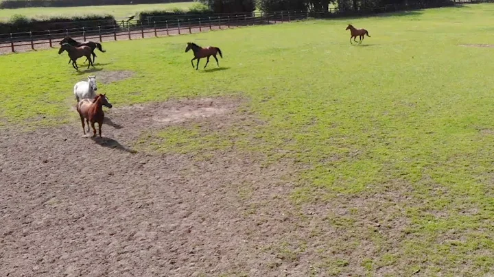 Ruth Carr horses turned out 29th June