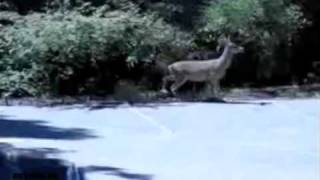 Funny Deer Leap and falls to his death