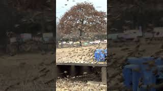 Honey bees collecting pollen substitute from a commercial feeder