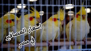 اسعار عصافير الكوكتيل في مصر لعام 2020