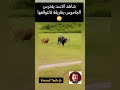 الاسد يفترس الجاموس بطريقة لاتتوقعها 