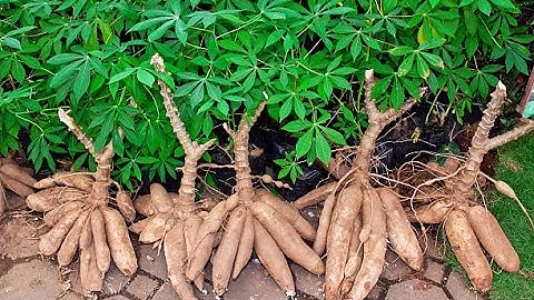 Molecular Breeding in Cassava