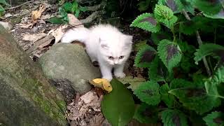 Kucing British Yang Cerita Lucu Banget by bubulusi 583 views 2 years ago 4 minutes, 23 seconds