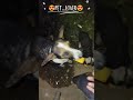 kutty paiyan 😍🐕❣️🥰#petlover#doglover#animallover#spreadlover#happieness