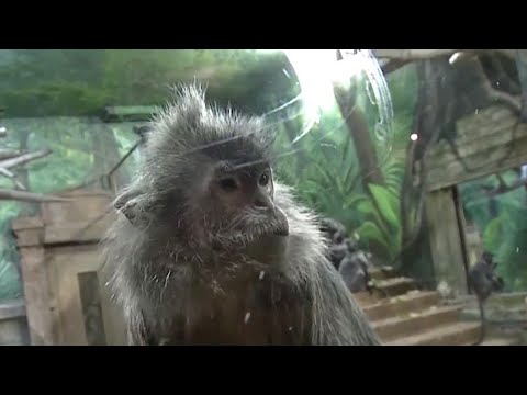 Video: Vai Kolumba zoodārza biļetes ir atmaksājamas?