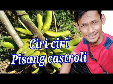 #Ciri_Ciri_Pisang_Castroli/kastroli