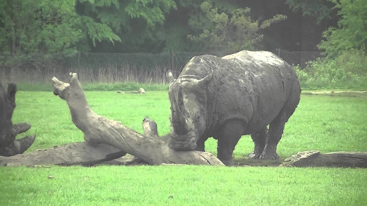 20130520 Denmark Knuthenborg Safaripark - YouTube