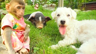 Bibi Monkey Plays with Dog, Pig: Fun Encounters in the Garden