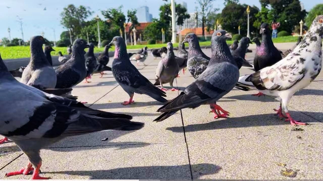 Best Pigeons hungry in the Morning