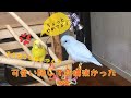 セキセイインコとマメルリハ初めてのご対面でまさかの展開⁉️