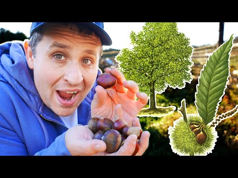 Video: Is It Possible To Eat Chestnuts That Grow On Trees In The City