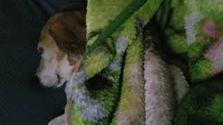 little dog big snore by allcon83 42 views 2 years ago 53 seconds