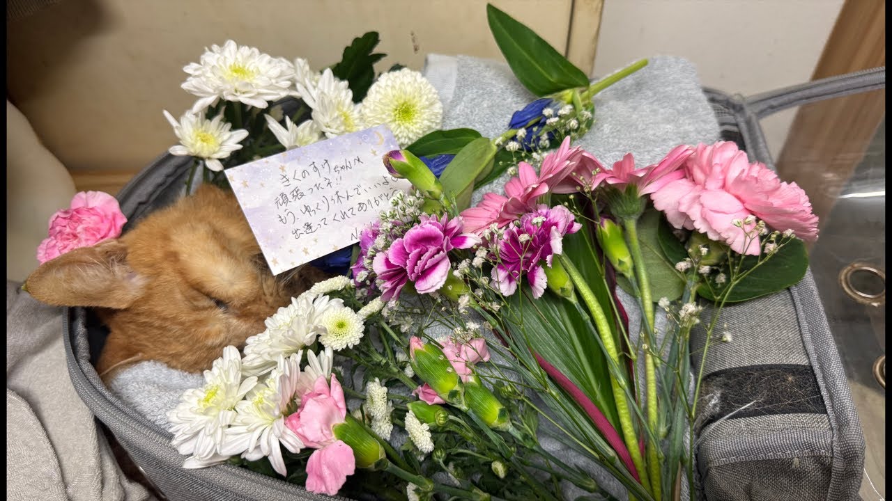 にゃんここすきちゃん Kikunosuke passed away at the age of 17. - YouTube