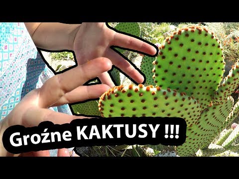 Wideo: Trzy Różnice Między Euforbią A Kaktusem