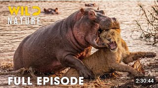 Giants vs Lions (FULL EPISODE) | The Most Brutal Survival Battles | Animal documentary