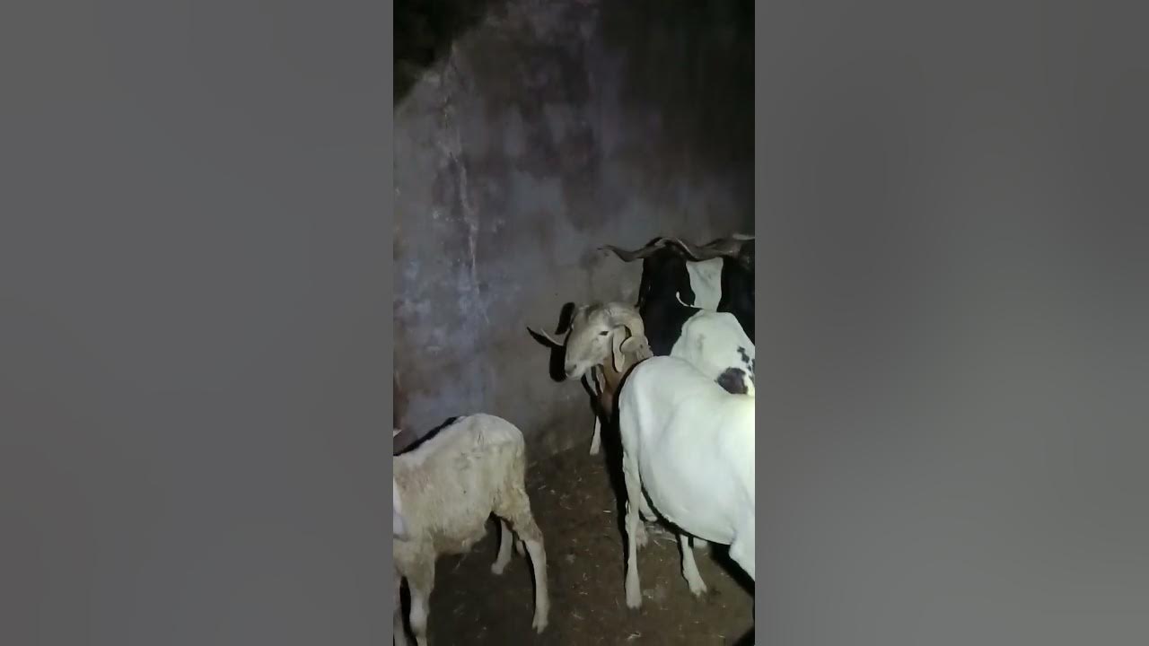 carefully selected breed of ruminate in Nigeria +2348033826947