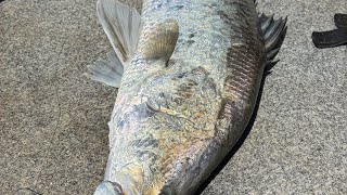 GT attacks 65cm Barra.