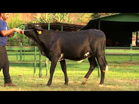 LOTE 11   2415   FAZENDA VILAREJO   LEILÃO ALIANÇA GENÉTICA   DIA 25 DE MAIO   20HS