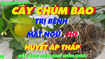 Cây Chùm Bao Chữa Bệnh Gì | Bệnh Mất Ngủ | Bệnh Huyết Áp Thấp | Bệnh Ho | Cây Thuốc Nam